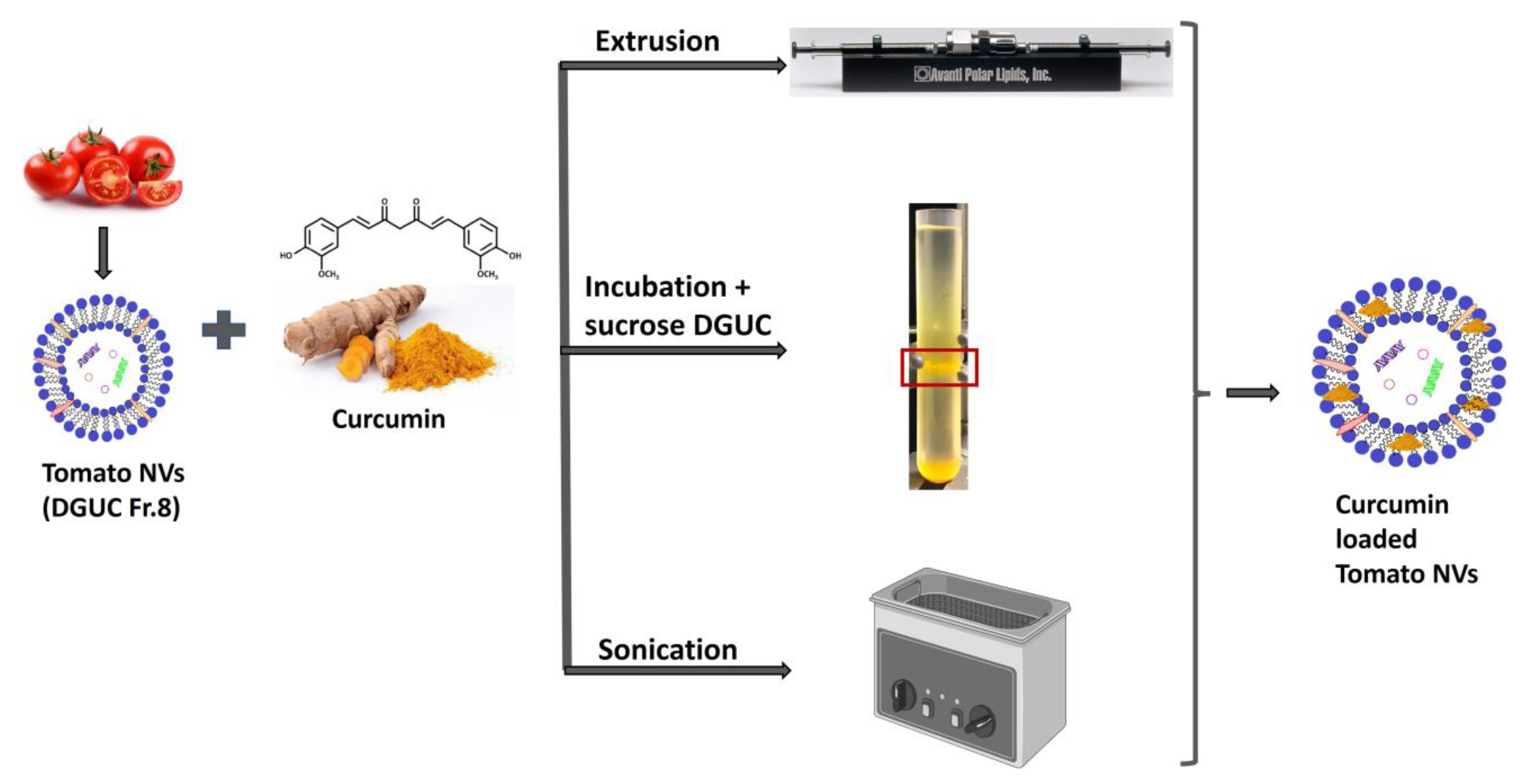 Preparation methods of curcumin-loaded tomato nanovesicles.